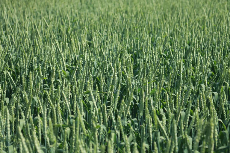 Граф